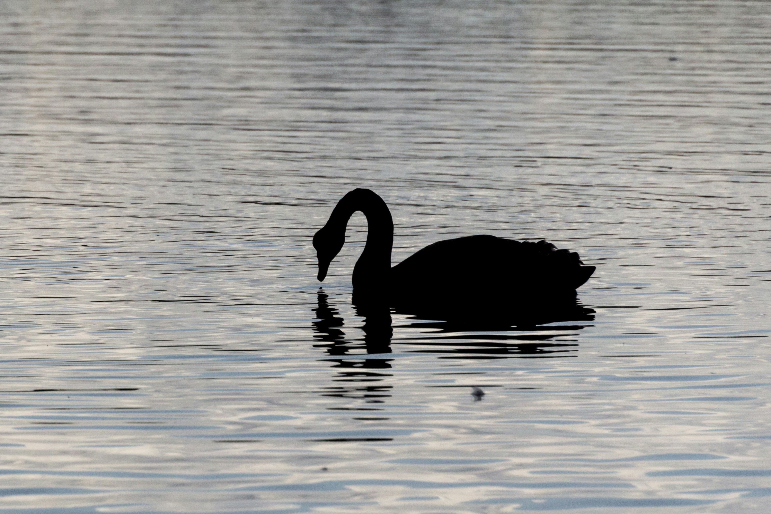 two swans on water during daytime